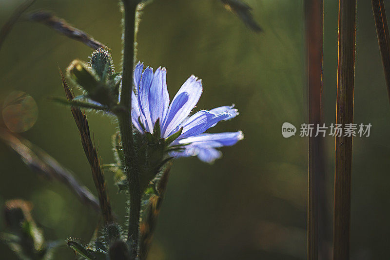 蓝草[菊苣][普通菊苣]顺便说一下